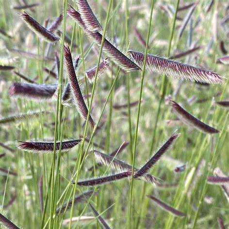 No Mow Lawn Replacements