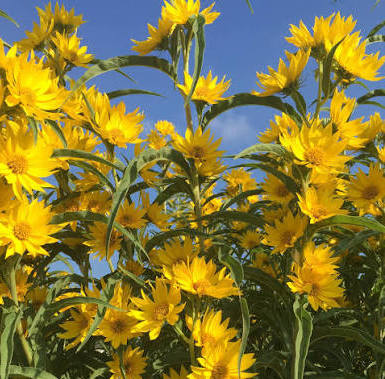 "Tall Yellow Things"