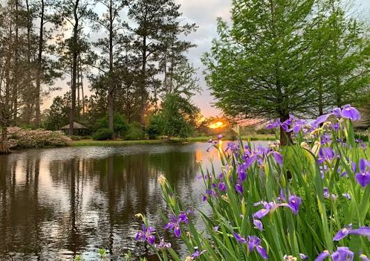 Rain Garden & Pond Plants