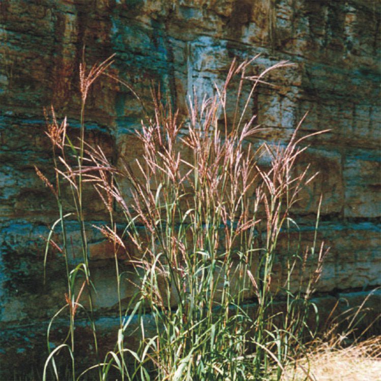 Big Bluestem Grass - Andropogon gerardi