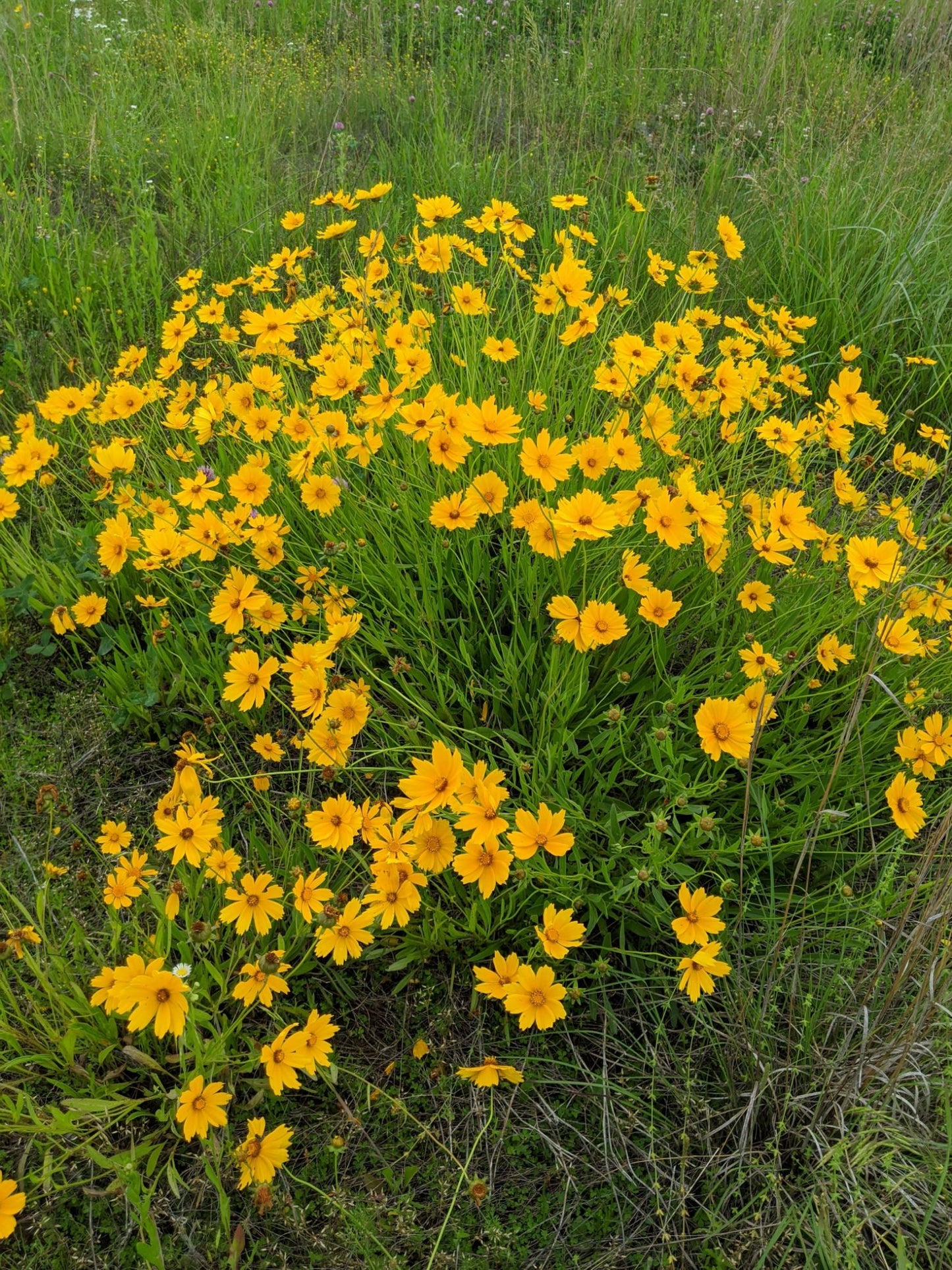 Lanceleaf Coreopsis - Coreopsis lanceolata
