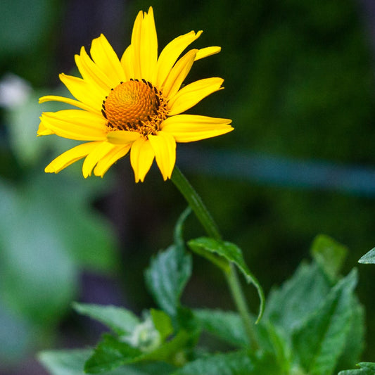 False Sunflower - Heliopsis helianthoides