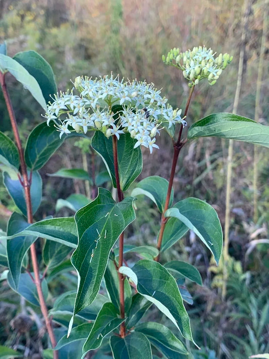 Grey Dogwood - Cornus racemosa