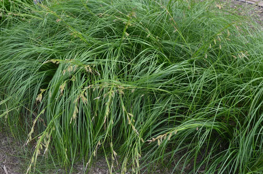 Cherokee Sedge - Carex cherokeensis