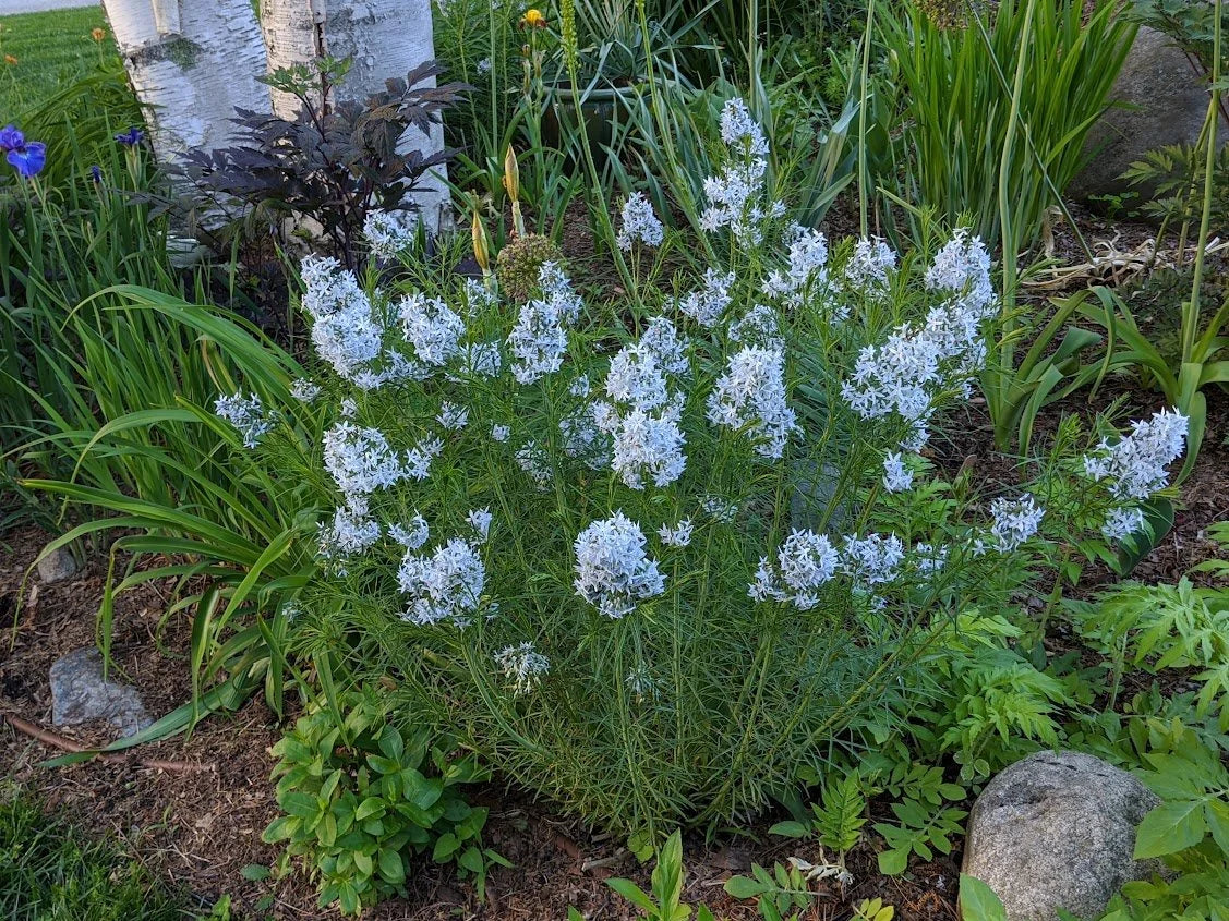 Threadleaf Bluestar - Amsonia hubrichtii