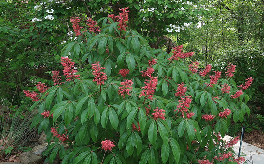 Red Buckeye - Aesculus pavia