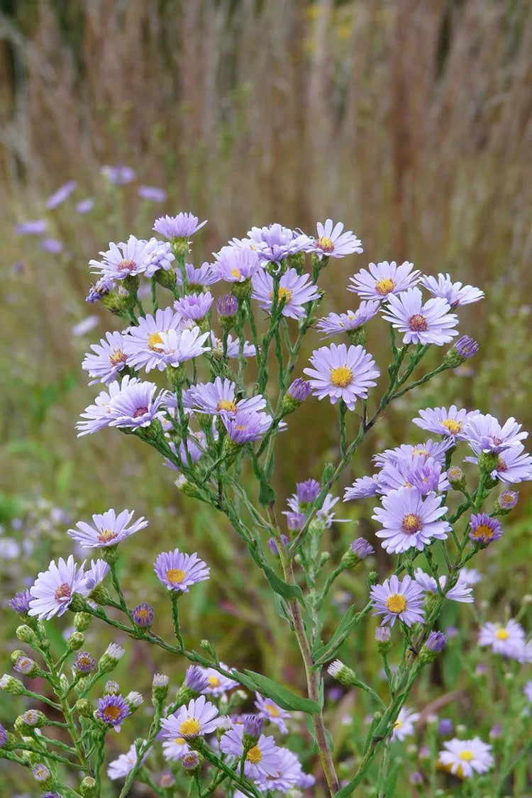 Smooth Blue Aster - Symphyotrichum laeve