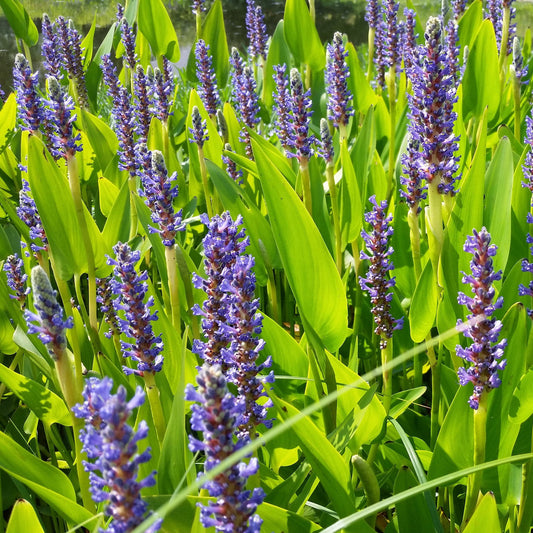 Pickerelweed - Pontederia cordata