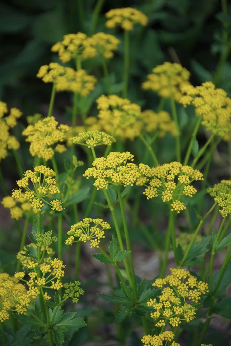 Golden Alexander - Zizia aurea