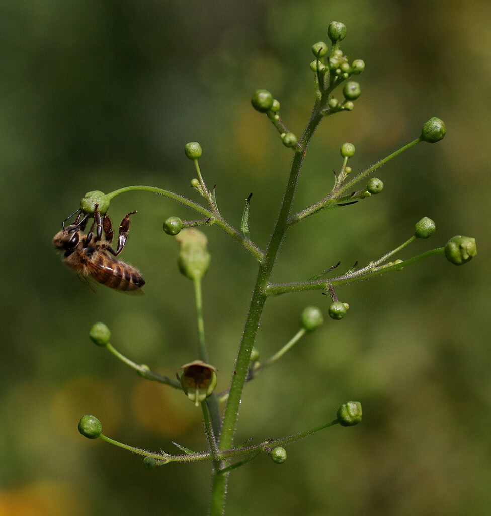 Late Figwort - Scrophularia marilandica