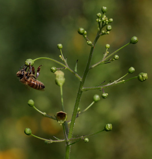 Late Figwort - Scrophularia marilandica