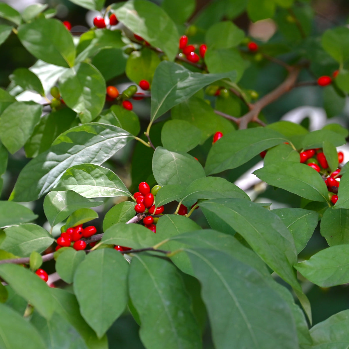 Spicebush - Lindera benzoin