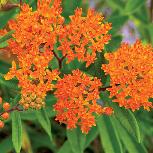 Butterfly Weed - Asclepius tuberosa