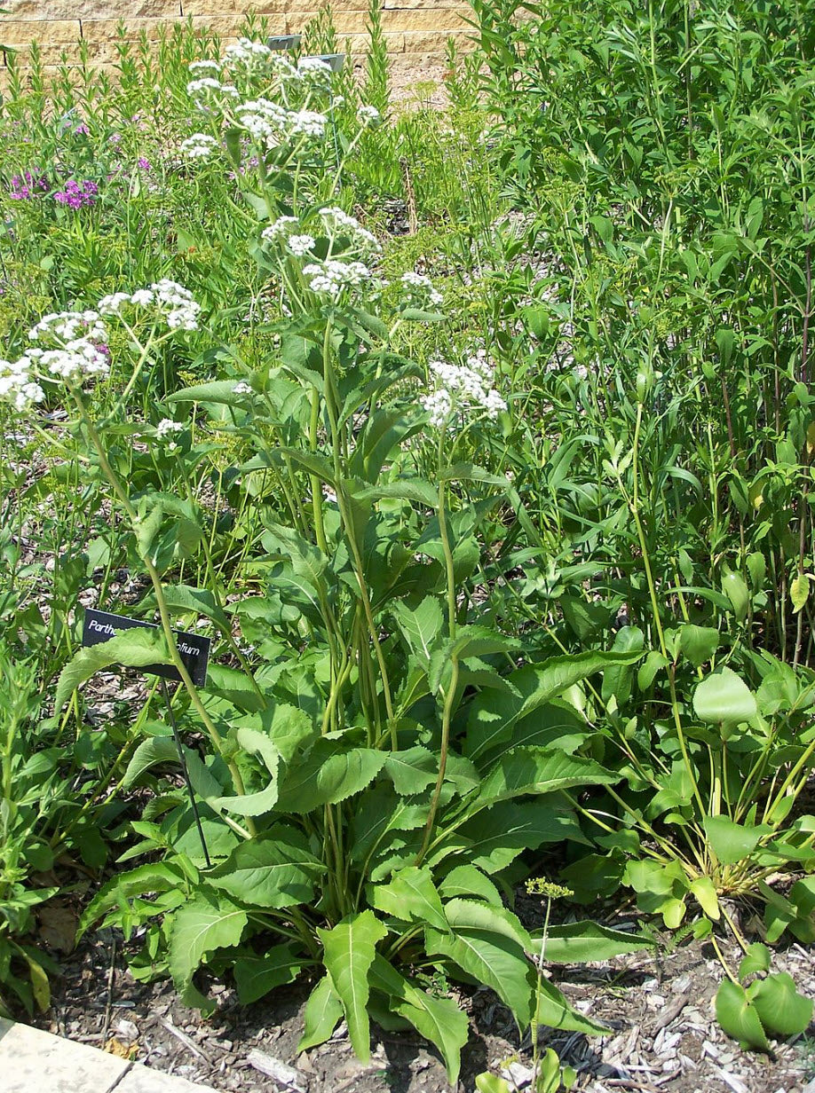 Wild Quinine - Parthenium integrifolium
