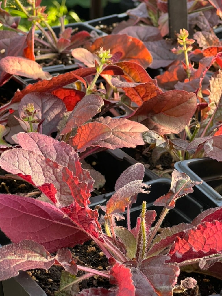 'Purple Knockout' Lyre Leaf Sage - Salvia lyrata ‘Purple Knockout’