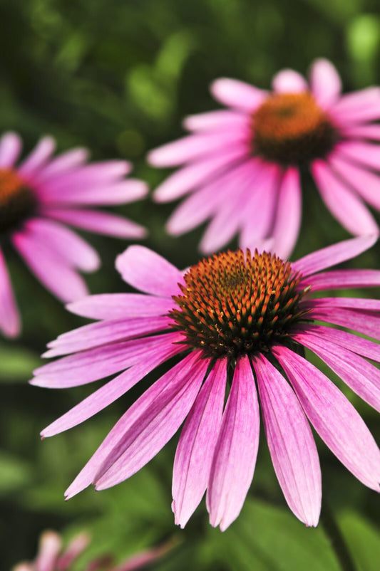Purple Coneflower - Echinacea purpurea