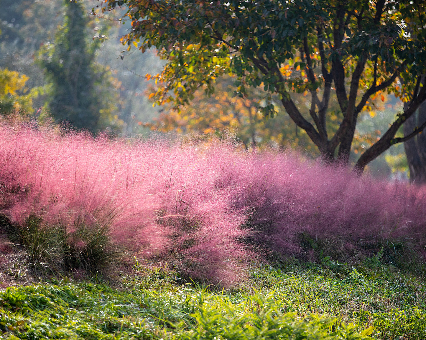 Pink Muhly Grass - Muhlenbergia capillaris
