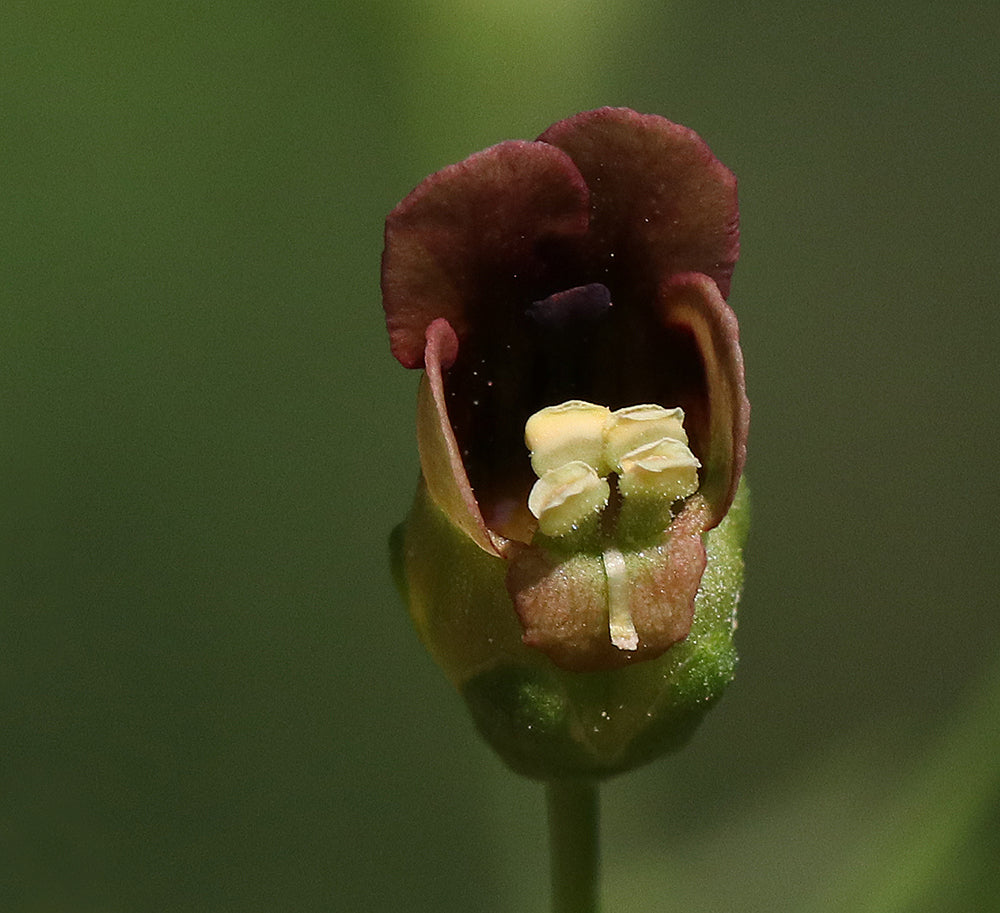 Late Figwort - Scrophularia marilandica
