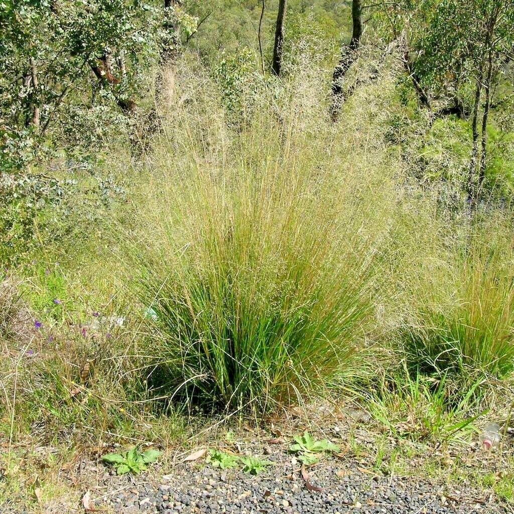 Sand Love Grass- Eragrostis trichodes