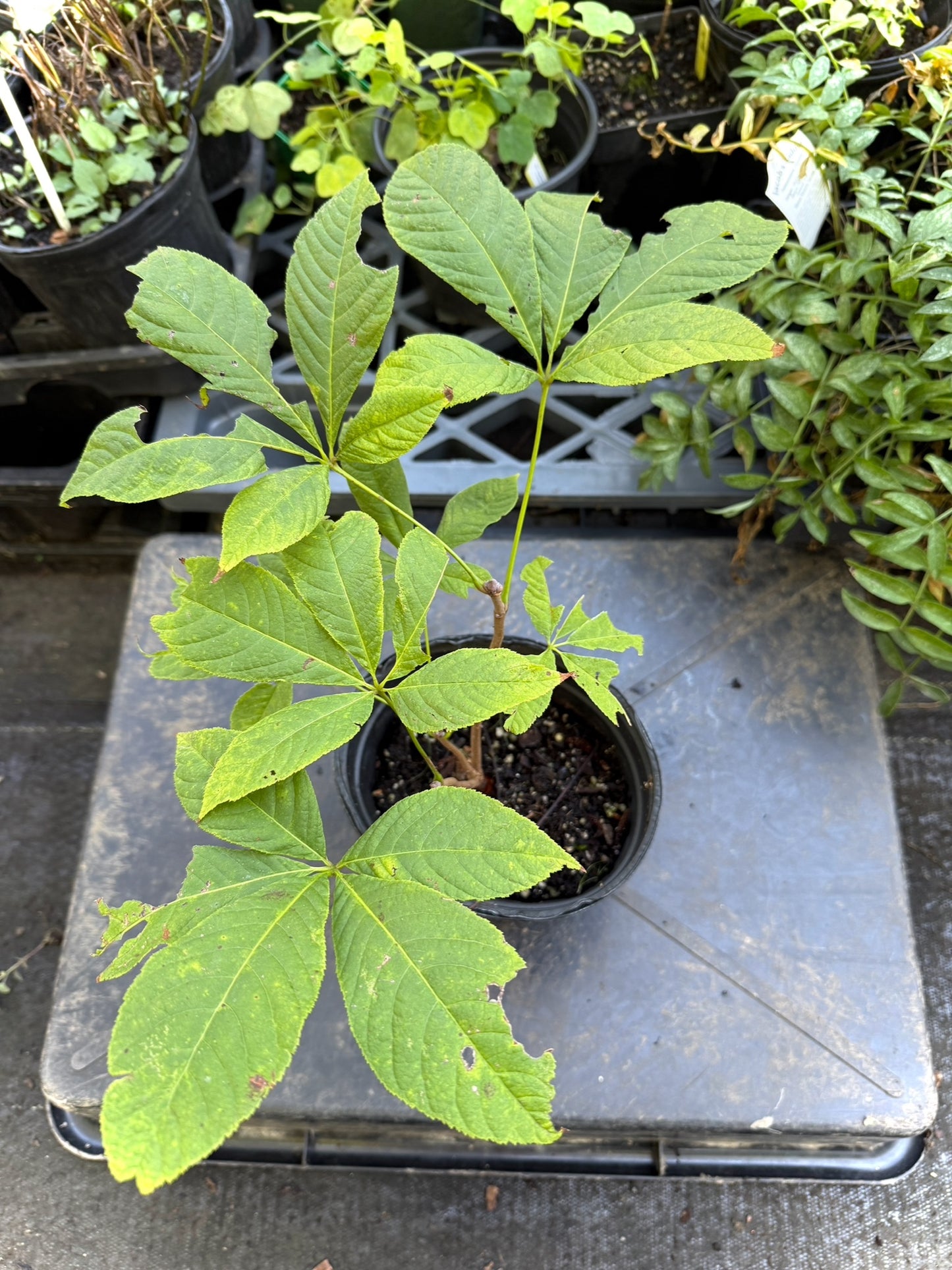 Bottlebrush Buckeye - Aesculus parviflora