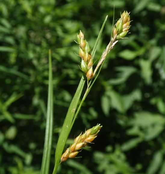 Awned Graceful Sedge (Davis' Sedge) - Carex davisii