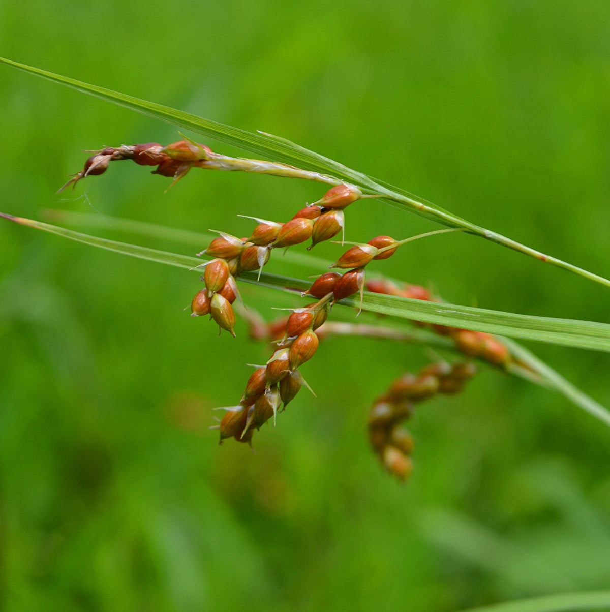 Awned Graceful Sedge (Davis' Sedge) - Carex davisii