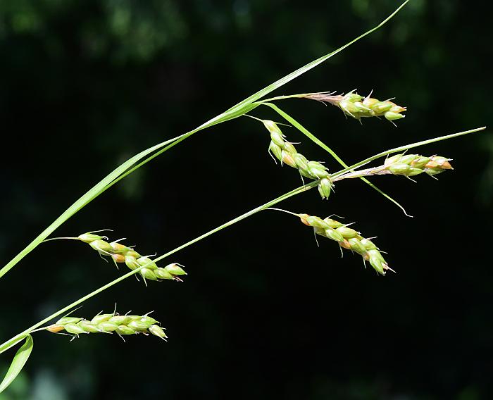 Awned Graceful Sedge (Davis' Sedge) - Carex davisii