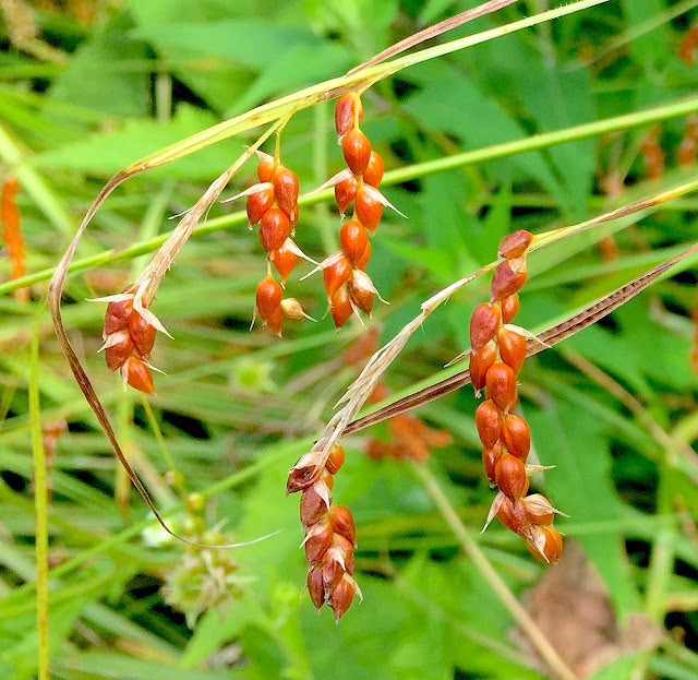 Awned Graceful Sedge (Davis' Sedge) - Carex davisii