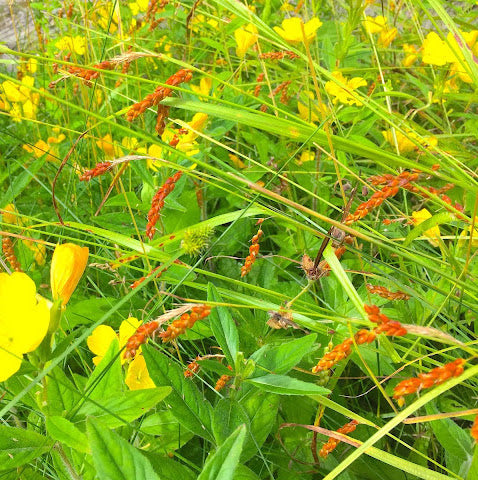Awned Graceful Sedge (Davis' Sedge) - Carex davisii