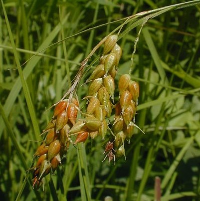 Awned Graceful Sedge (Davis' Sedge) - Carex davisii