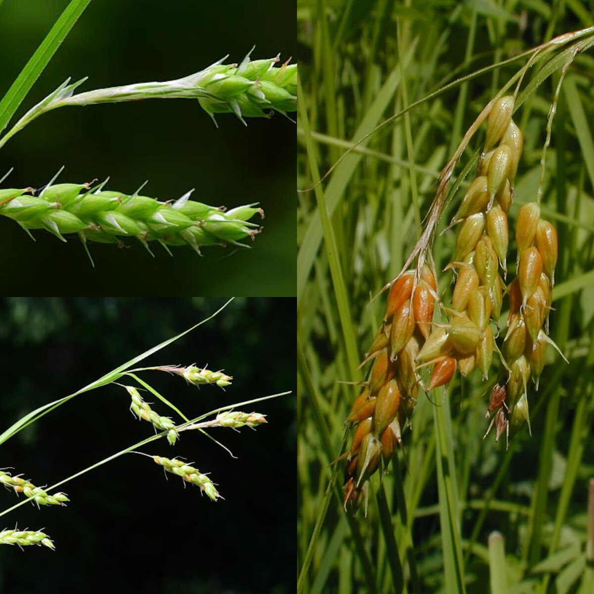 Awned Graceful Sedge (Davis' Sedge) - Carex davisii