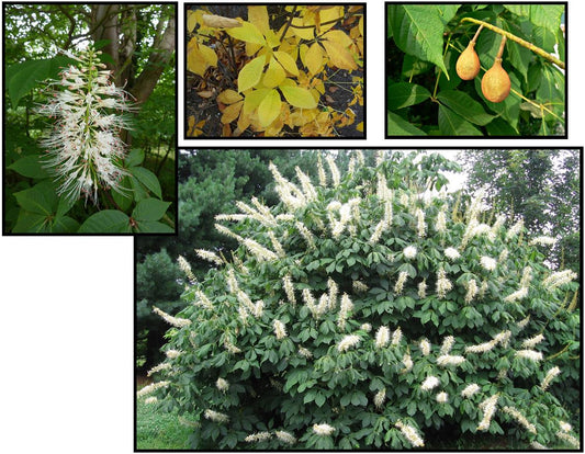 Bottlebrush Buckeye - Aesculus parviflora