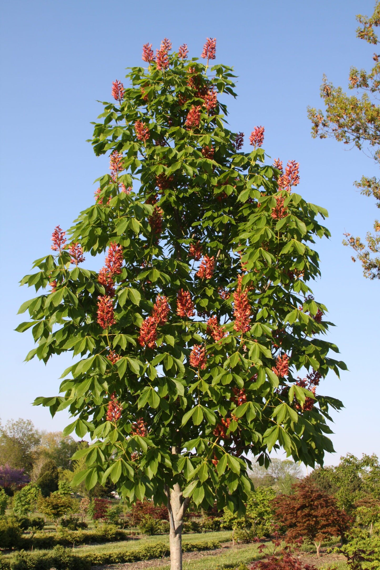 Red Buckeye - Aesculus pavia