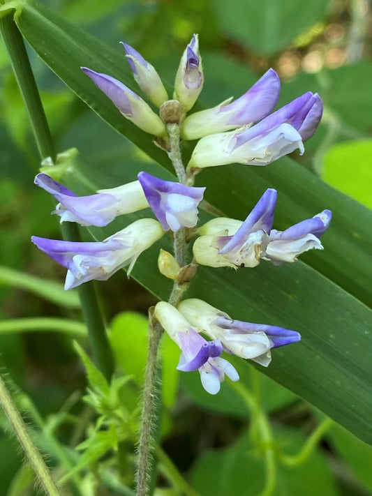 American Hog Peanut - Amphicarpaea bracteata