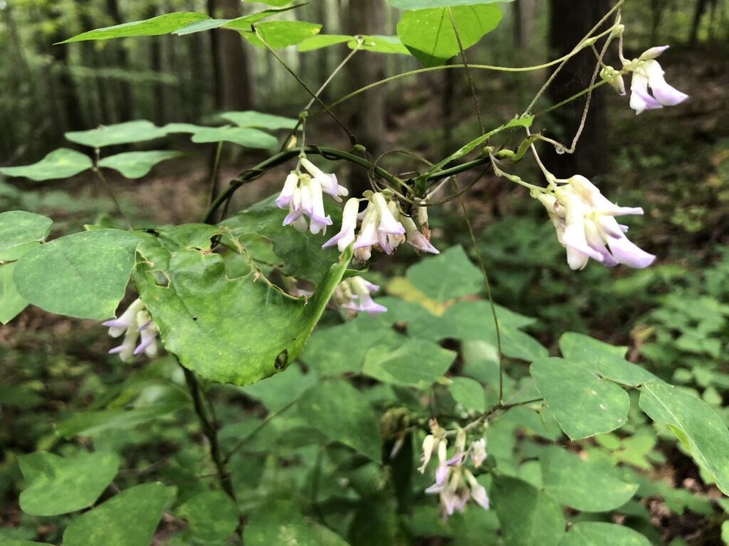 American Hog Peanut - Amphicarpaea bracteata