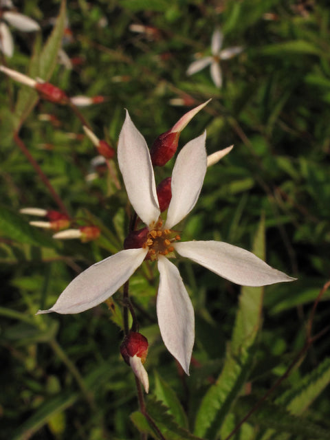 American Ipecac / Western Indian Physic - Porteranthus stipulatus / Gillenia stipulata