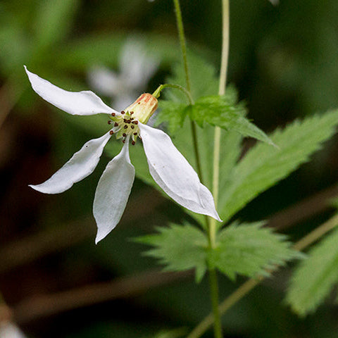 American Ipecac / Western Indian Physic - Porteranthus stipulatus / Gillenia stipulata
