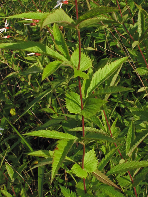American Ipecac / Western Indian Physic - Porteranthus stipulatus / Gillenia stipulata