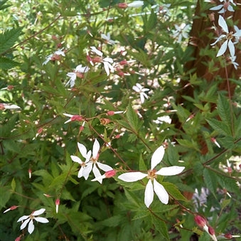 American Ipecac / Western Indian Physic - Porteranthus stipulatus / Gillenia stipulata