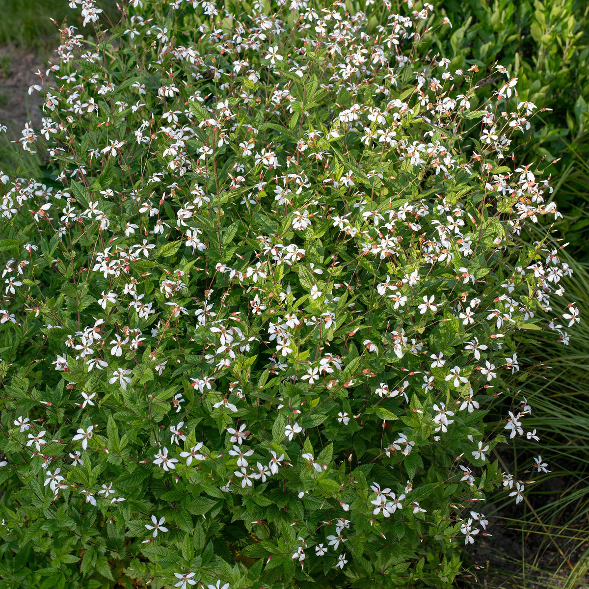 American Ipecac / Western Indian Physic - Porteranthus stipulatus / Gillenia stipulata