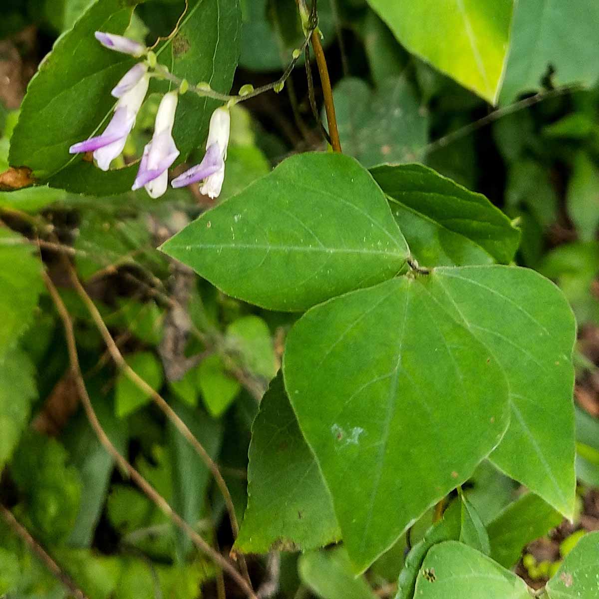 American Hog Peanut - Amphicarpaea bracteata