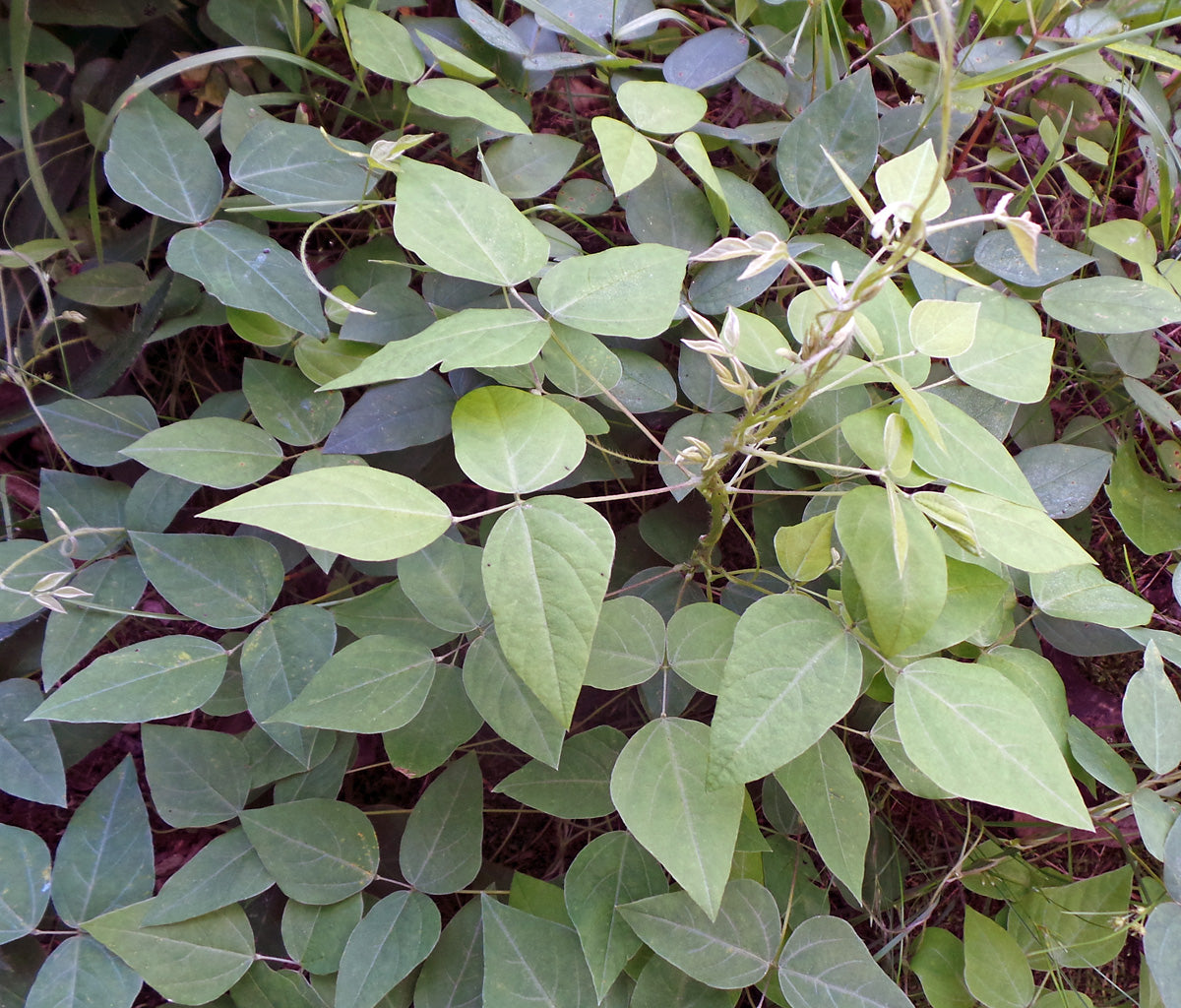 American Hog Peanut - Amphicarpaea bracteata