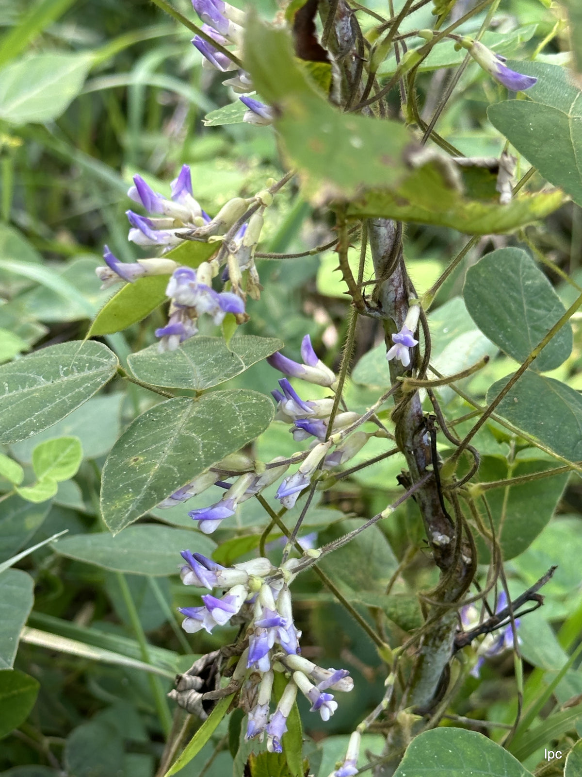 American Hog Peanut - Amphicarpaea bracteata