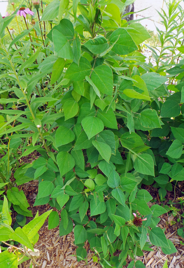 American Hog Peanut - Amphicarpaea bracteata