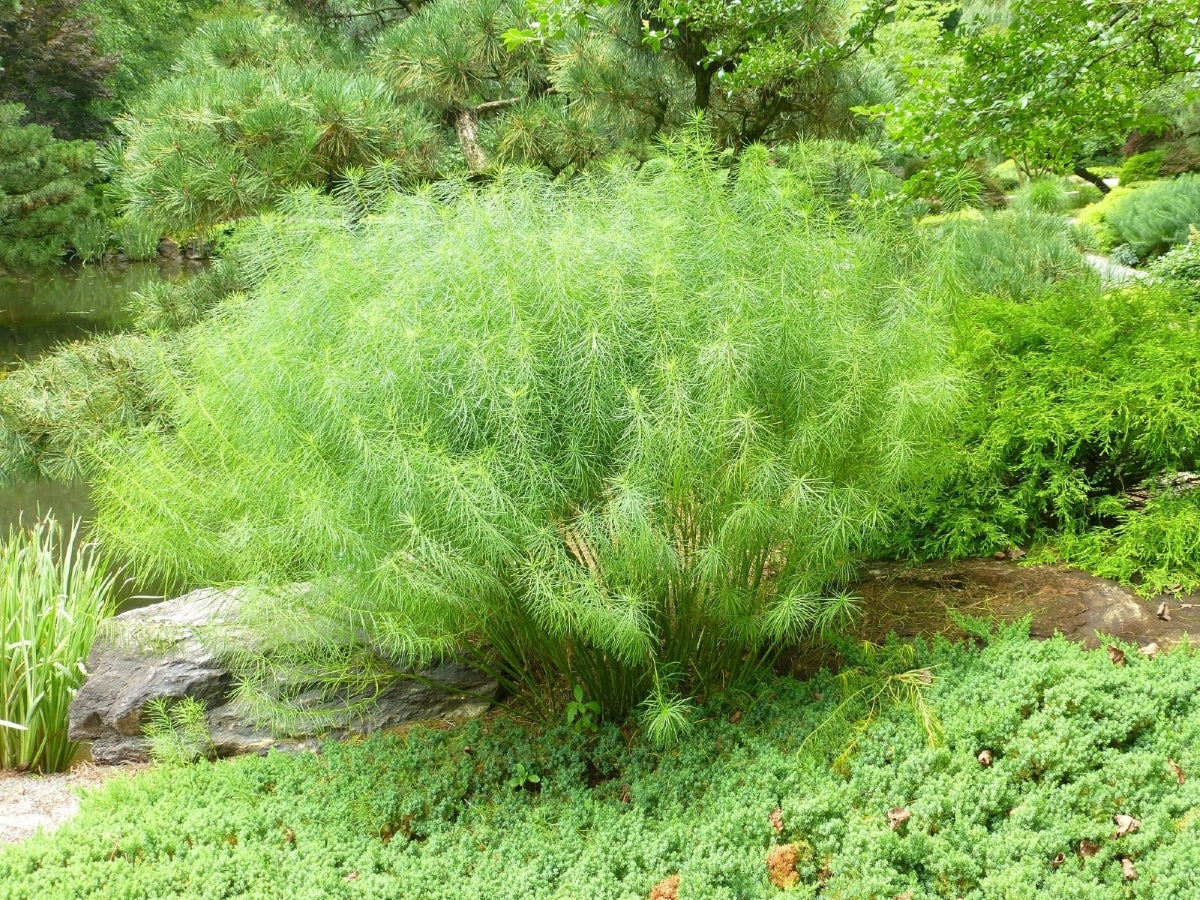 Threadleaf Bluestar - Amsonia hubrichtii