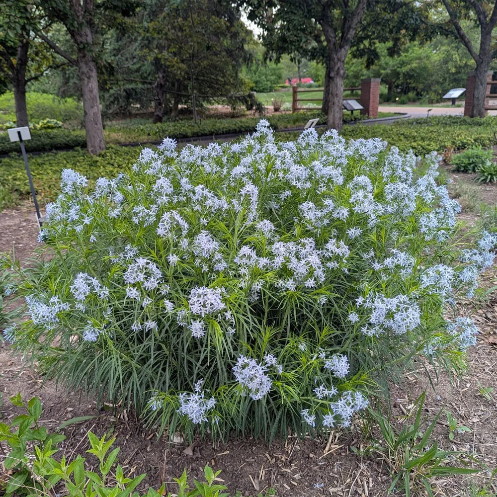 Threadleaf Bluestar - Amsonia hubrichtii