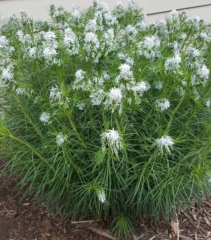 Threadleaf Bluestar - Amsonia hubrichtii