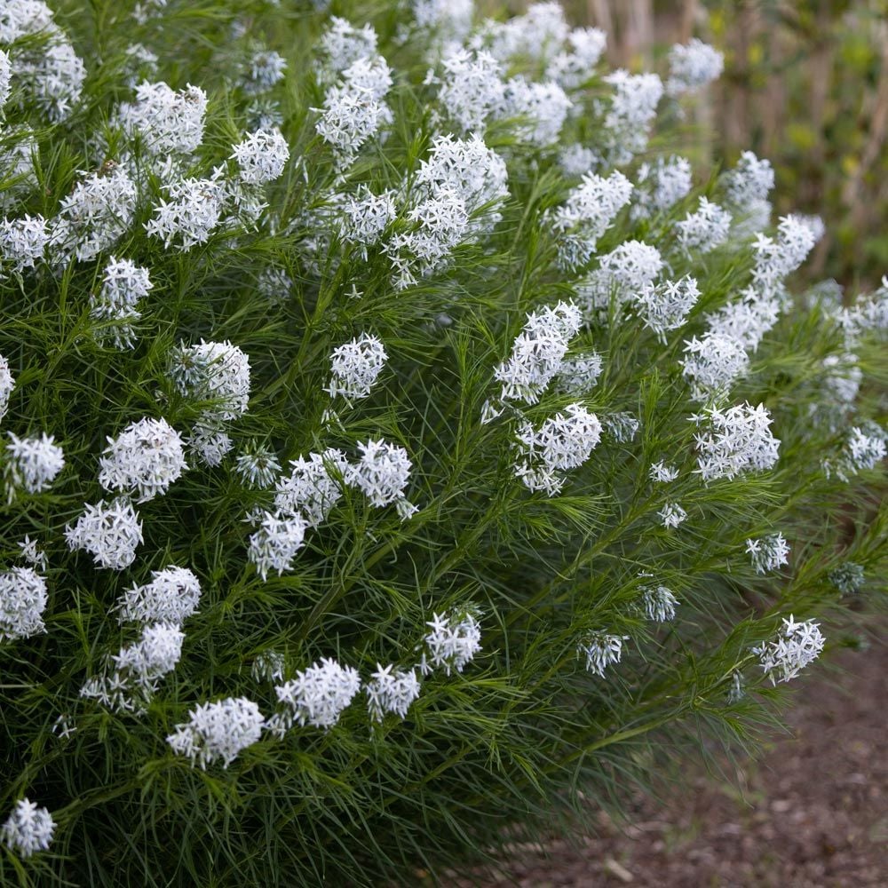 Threadleaf Bluestar - Amsonia hubrichtii