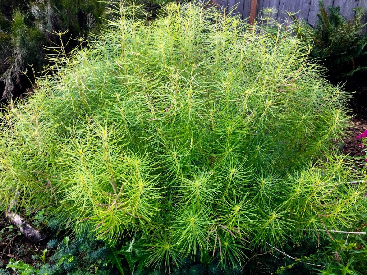 Threadleaf Bluestar - Amsonia hubrichtii