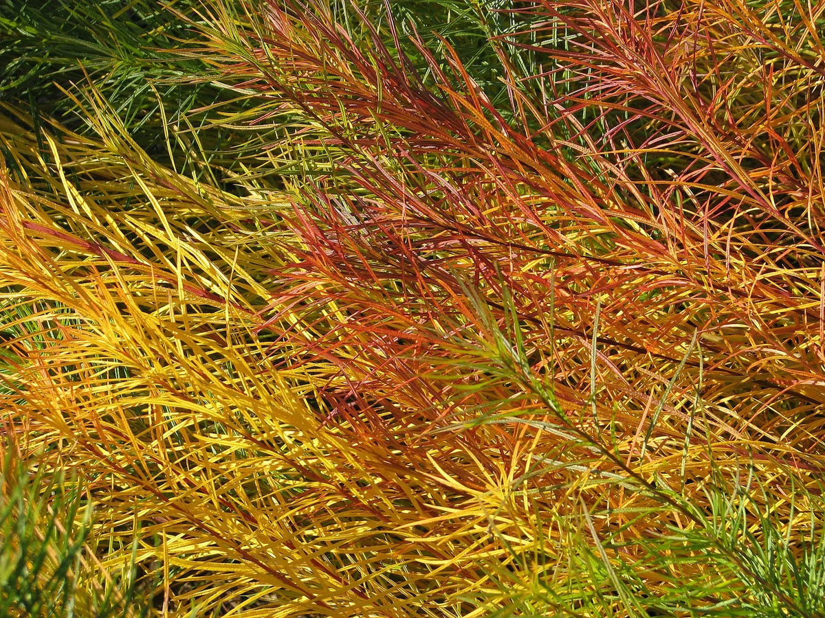 Threadleaf Bluestar - Amsonia hubrichtii